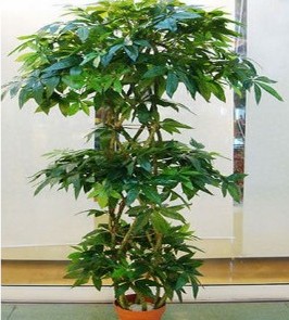 春節仿真發(fā)財樹(shù)